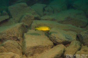 Metriaclima sp. 'daktari' Undu Reef